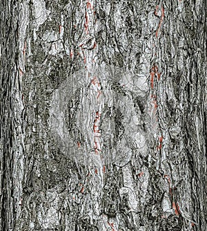 Vector illustration of a background of the bark of a Pinus nigra tree, family Pinaceae photo