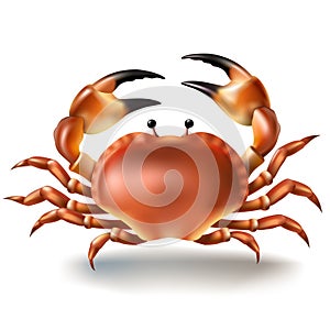 Vector illustration, badges, stickers, crab in realistic style photo
