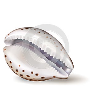 Vector illustration, badges, stickers, seashell cowrie in realistic style