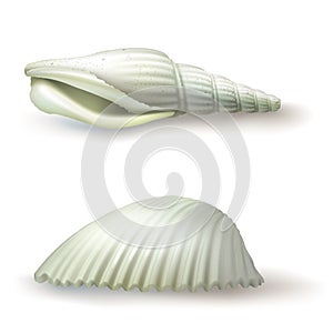 Vector illustration, badges, stickers, seashell in realistic style photo