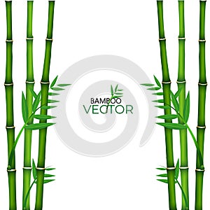 Chinese or japanese bamboo grass oriental wallpaper vector illustration. Tropical asian plant background