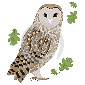 Vector Illustration of a Barn Owl