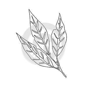 Vector illustration of bay leaf. White background