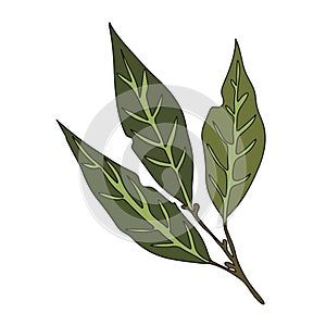 Vector illustration of bay leaf. White background