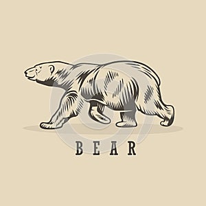 Vector illustration of bear