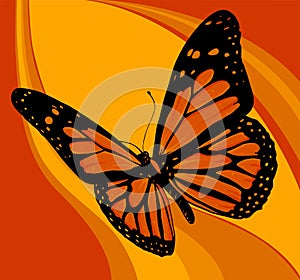 vector illustration of a beautiful colorful butterfly