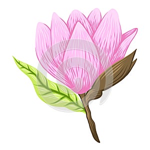 Vector Illustration of beautiful magnolia, Spring flower isolated on white background