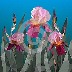 Vector illustration with beautiful Purple iris flower triangles. Spring flowers