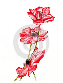 Vector illustration of a beautiful red anemones flowers