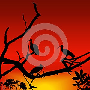 Vector illustration of beautiful sunset view with bird and tree. silhouette of three crane birds sitting on tree branch, turkey