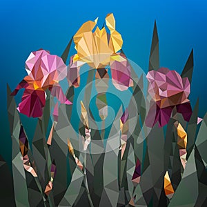 Vector illustration with beautiful yellow and purple iris flower. Spring flowers