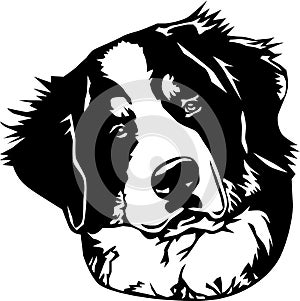 Bernese Mountain Dog Vector Illustration photo