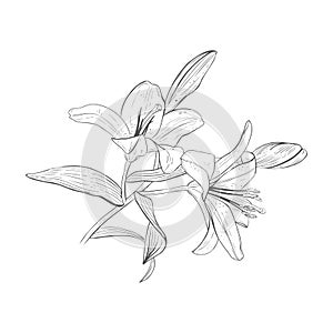 Vector illustration of big branch of a blooming lily. Black outline of petals, stems, leaves, buds, graphic drawing. For