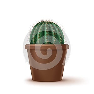 Vector illustration of big golden barrel cactus in brown clay pot isolated on background