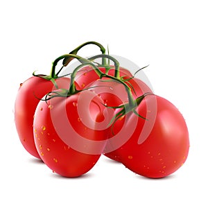 Vector illustration of big ripe red fresh tomatoes branch isolated on white background