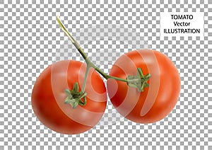 Vector illustration of big ripe red fresh tomatoes isolated on the background of the grid