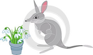 Vector illustration of bilby in cartoon simple flat style isolated on white background, label or card