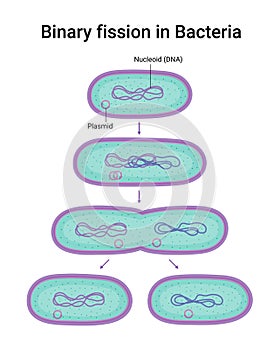 Vector illustration of Binary fission in Bacteria. Reproduction