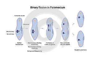 Vector illustration of binary fission of Paramecium. Educational illustration