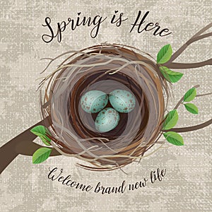 Vector illustration of bird`s nest with blue speckled eggs