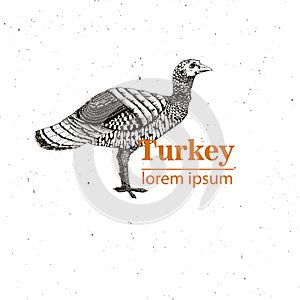 Vector illustration - a bird young turkey, Vintage engraving style. Nature - Sketch. Isolated fowls image on a white