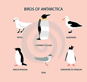 Vector illustration with birds of Antarctica: petrel; emperor penguin; adelie penguin; tern; albatross; subantarctic penguin
