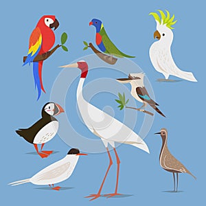 Vector illustration of birds from different continents