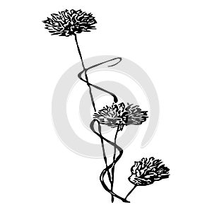Black flowers on a white background. Vector illustration