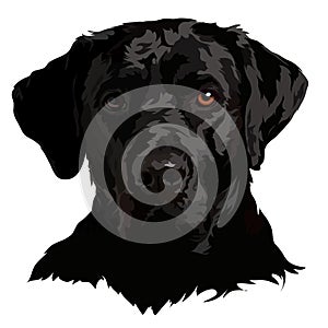 Vector illustration of a black labrador. Portrait of a dog on a white background