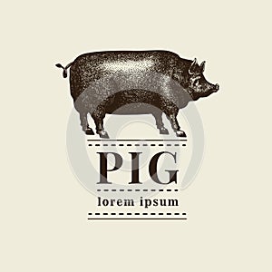 Vector illustration of black pig silhouette. Retro engraving style. Sketch farm animal drawing. Logo template.