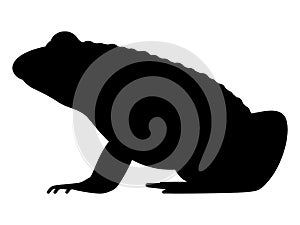Vector illustration black silhouette of a frog