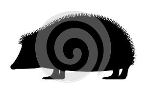 Vector illustration of black silhouette hedgehog