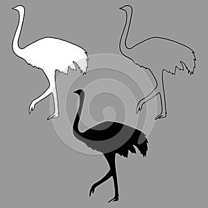 Vector illustration black and white silhouette of an ostrich, contour of a bird isolated on white background