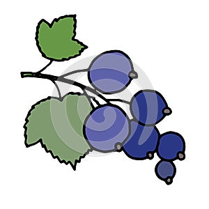 Vector illustration of blackcurrant