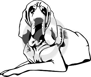 Bloodhound Vector Illustration photo