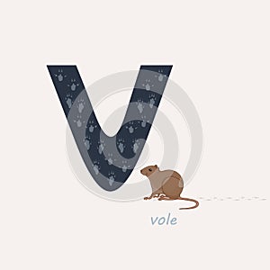 Vector illustration. Blue letter V with voles footprints, a cartoon vole. Animal alphabet.