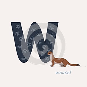 Vector illustration. Blue letter W with weasels footprints, a cartoon weasel. Animal alphabet.