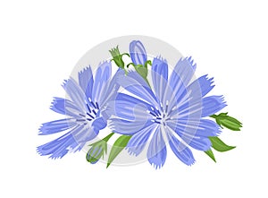 Vector illustration of blue wildflowers.  Bouquet of chicory