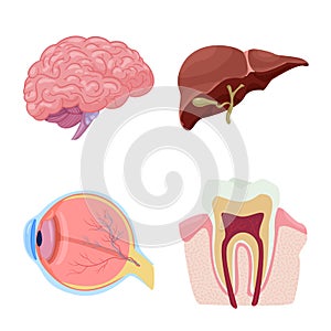 Vector illustration of body and human logo. Collection of body and medical stock symbol for web.