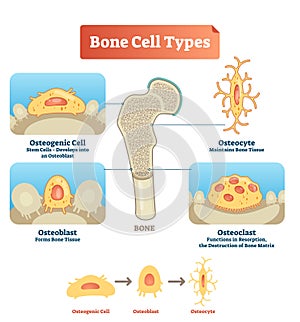 Vector illustration bone cell types diagram. Scheme of osteogenic cell, osteoblast, osteocyte. Medical visualization of stem cells