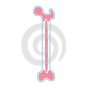 Vector illustration of bone marrow