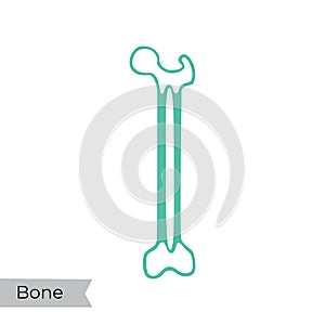 Vector illustration of bone marrow