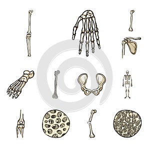 Vector illustration of bone and skeleton icon. Collection of bone and human stock symbol for web.