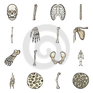 Vector illustration of bone and skeleton logo. Set of bone and human stock vector illustration.