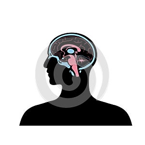 Vector illustration of brain