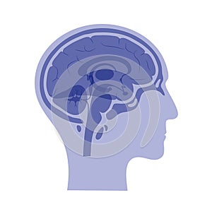 Vector illustration of brain