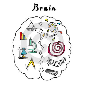 Vector illustration of the brain. Left and right hemispheres.
