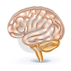 Vector illustration of brain organ