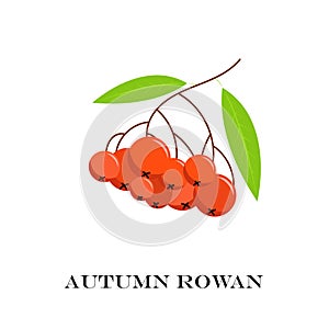 Vector illustration of branch with outline Rowan or berry.