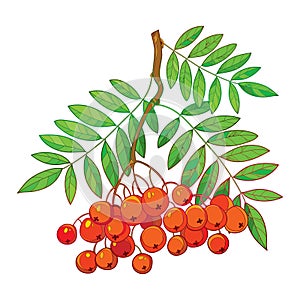 Vector illustration of branch with outline Rowan or Rowanberry, leaves and berry isolated on white. photo